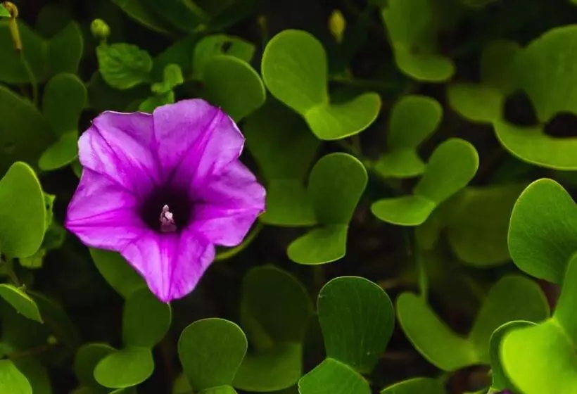 هتل Mi Lugar Maldives