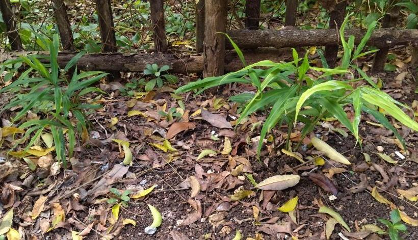 هاستل Little Nomads Eco Guesthouse