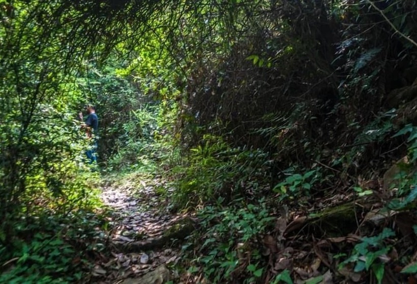 پانسیون The Camphor Tree Pura Stays