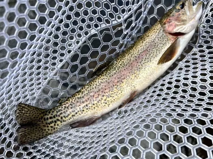 The Woolly Bugger Inn