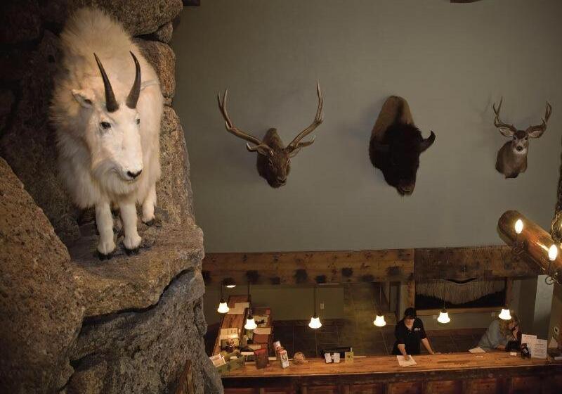 فندق Three Bear Lodge