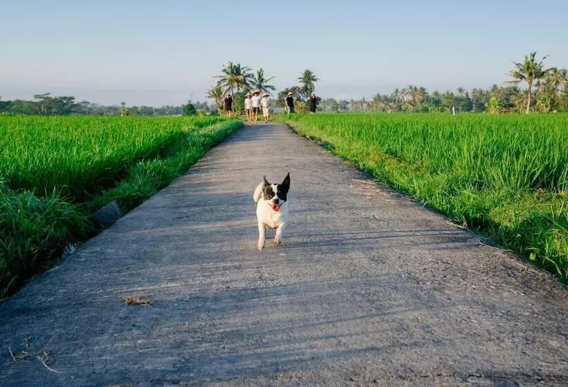 پانسیون Bakungan Dijero Homestay