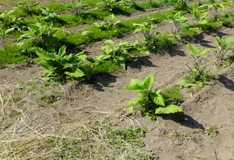 פנסיון Village Hill Juvankan