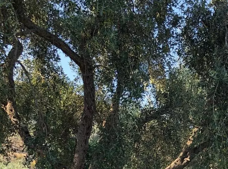 پانسیون Koks’ Guesthouse