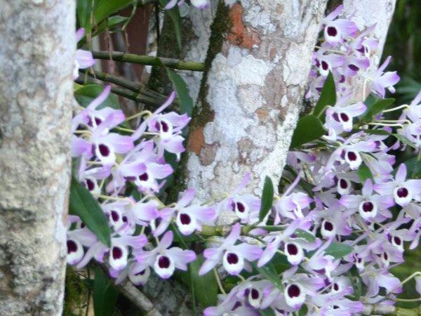 펜션 Gamboa Eco Refugio Pousada