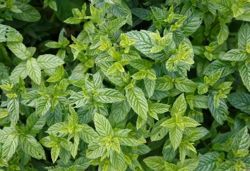 Отель Badgers Mount