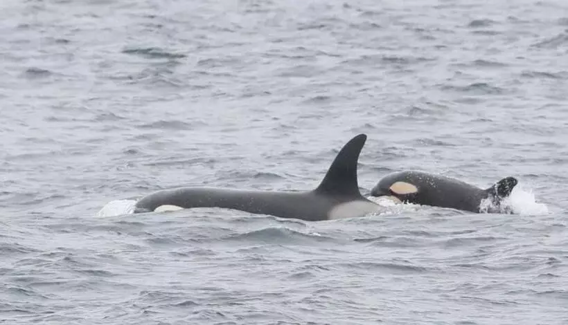 Отель Sinclair Bay Apartments
