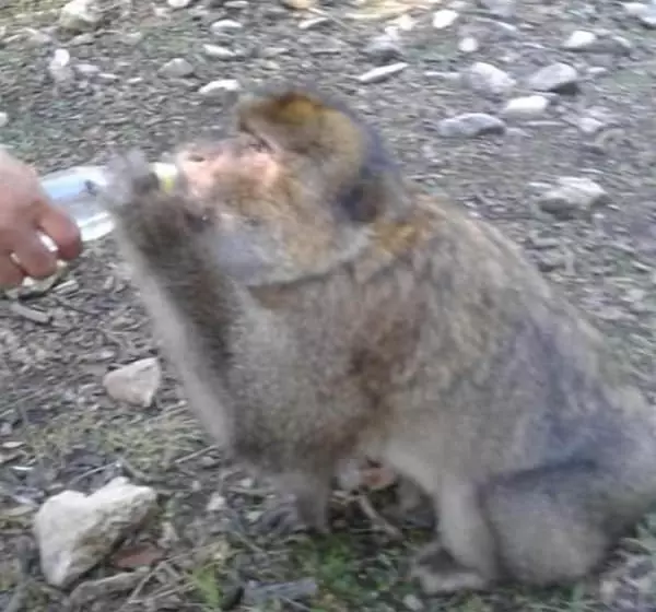 پانسیون Gîte Forest Tagroumte