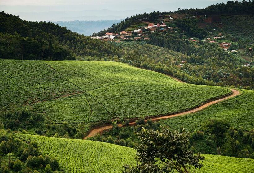 هتل One&only Nyungwe House