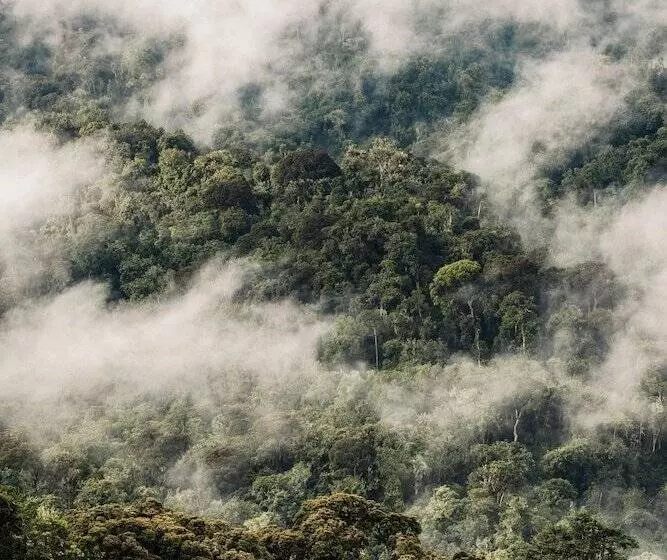 هتل One&only Nyungwe House