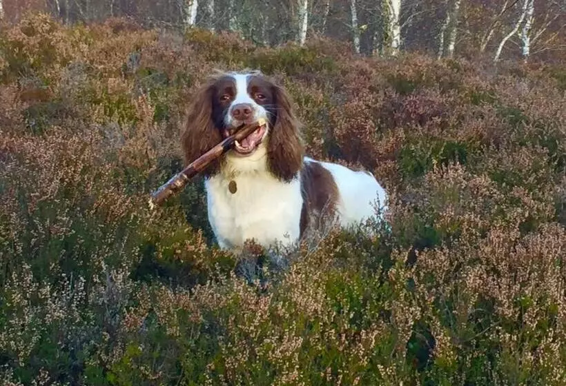 Сельский отель Dalrachney Lodge