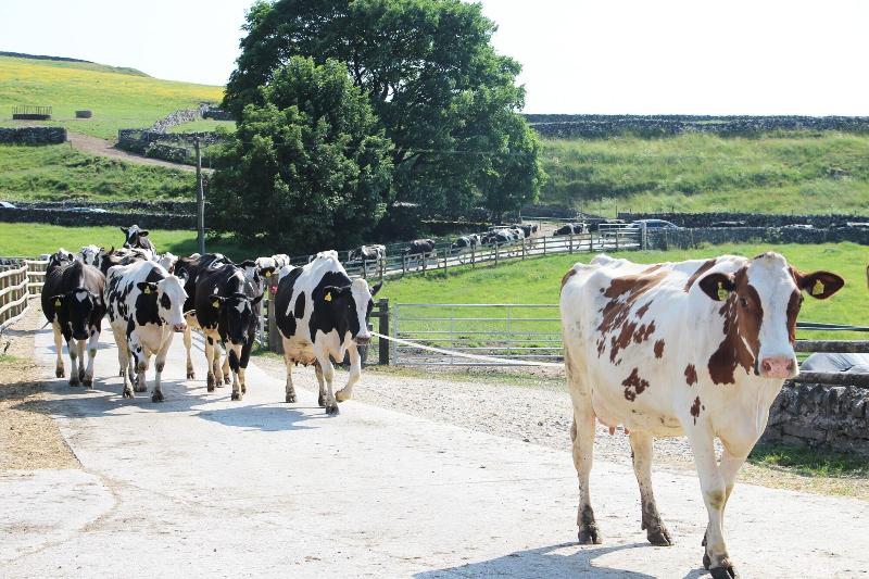 Bed and Breakfast Fernydale Farm