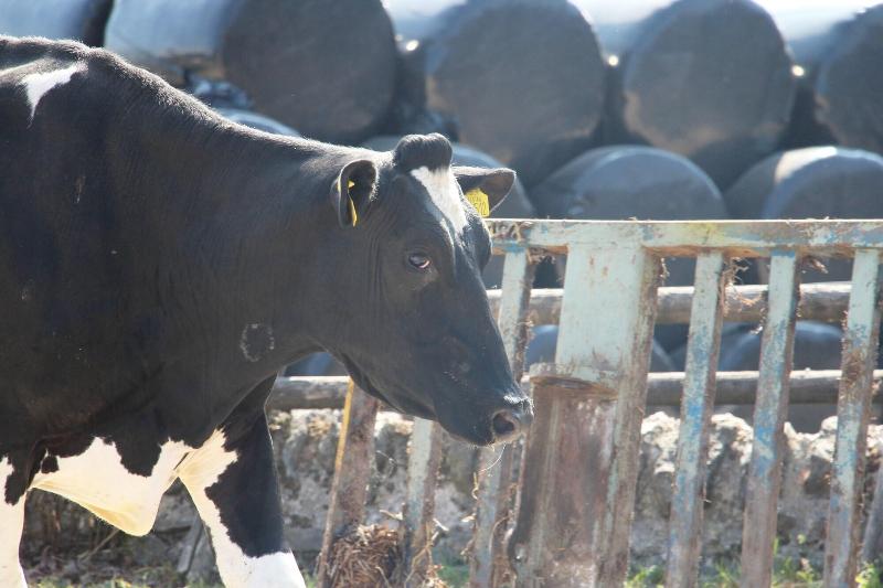 Bed and Breakfast Fernydale Farm