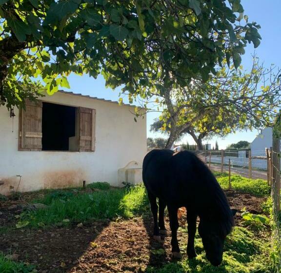 乡村酒店  Herdade Da Maridona   Agroturismo