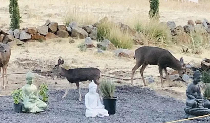 Hotelli Quiet Mind Mountain Lodge, Retreat & Spa