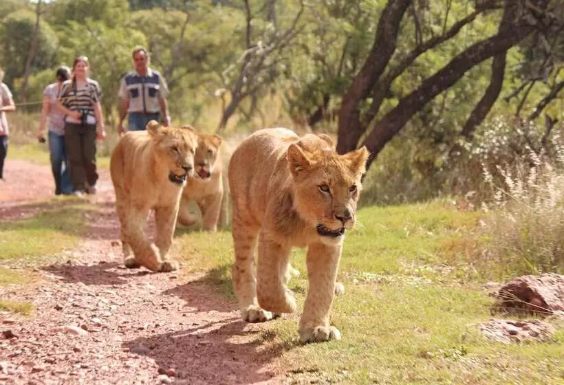 Retkeilymaja Lion S Den Backpackers