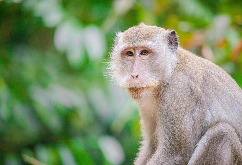 호텔 Our Jungle House