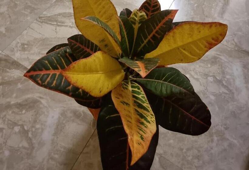 پانسیون Villa Beridze