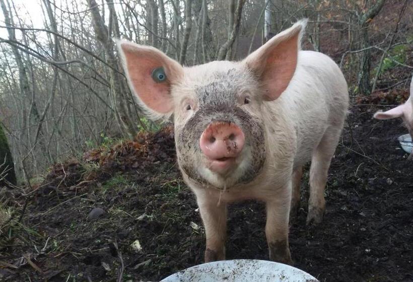 בית מלון כפרי Appartamento Girasole Agriturismo Le Selvole