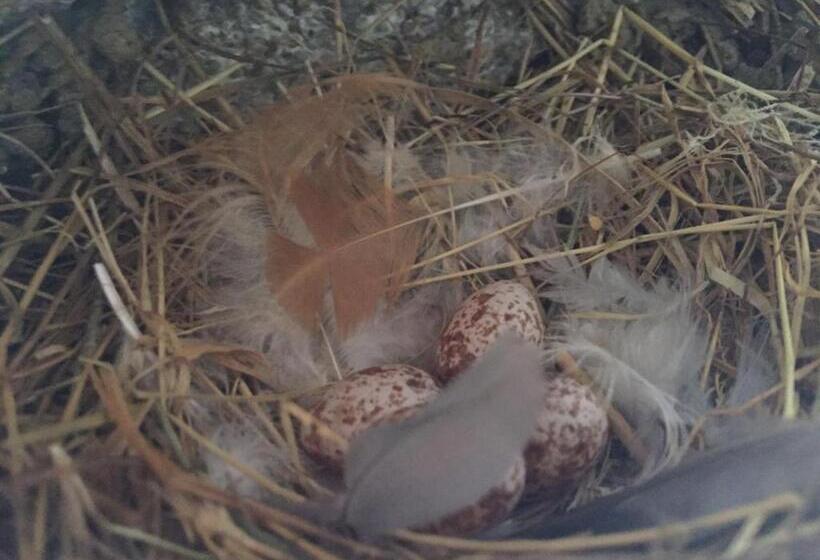 בית מלון כפרי Appartamento Girasole Agriturismo Le Selvole