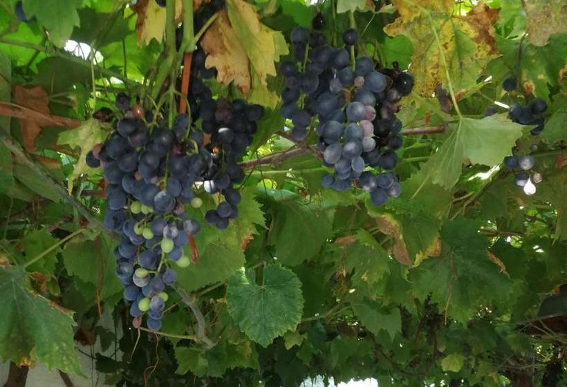 ベッドアンドブレックファースト Haus Bienen