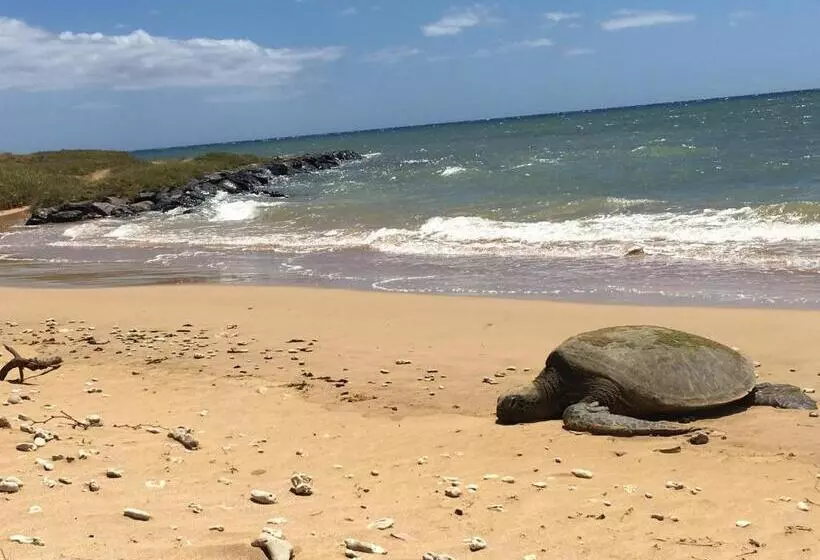 تختخواب و صبحانه Aloha Aku - Honu 2