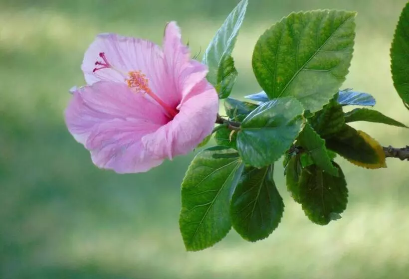 تختخواب و صبحانه Aloha Aku - Honu 2