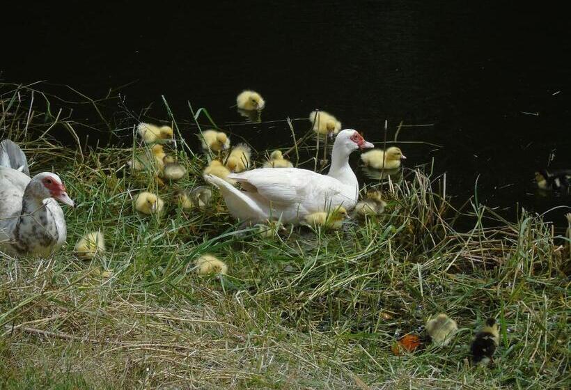 住宿加早餐  Aloha Aku - Honu 2
