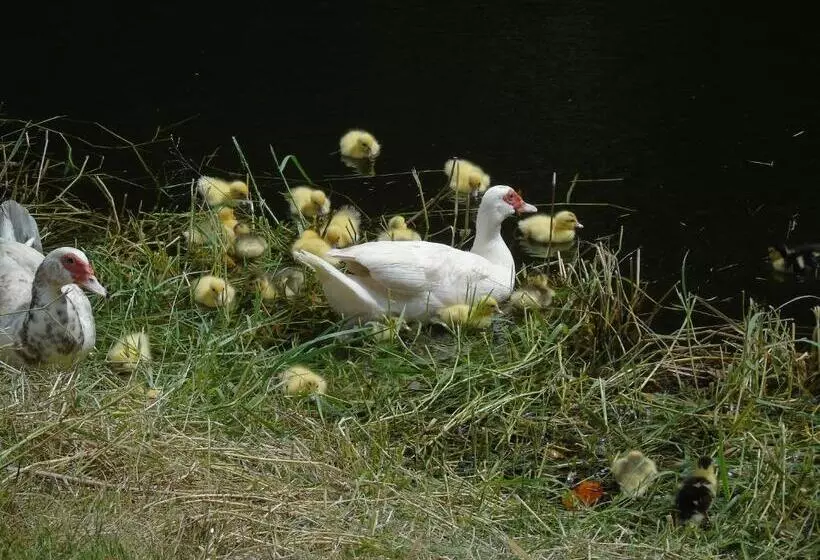 تختخواب و صبحانه Aloha Aku - Honu 2