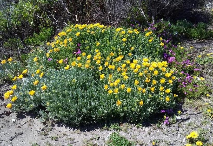 مبيت وإفطار Wave Dancer