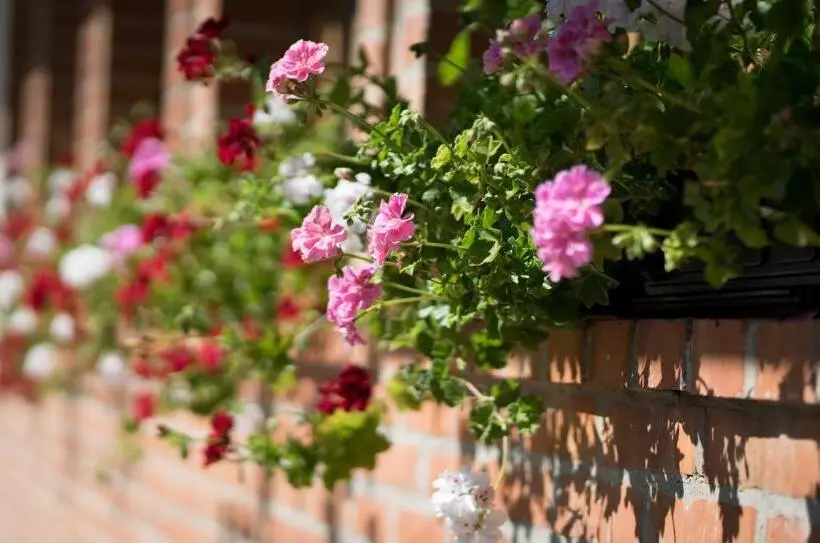 پانسیون Guest House Vila Djokic
