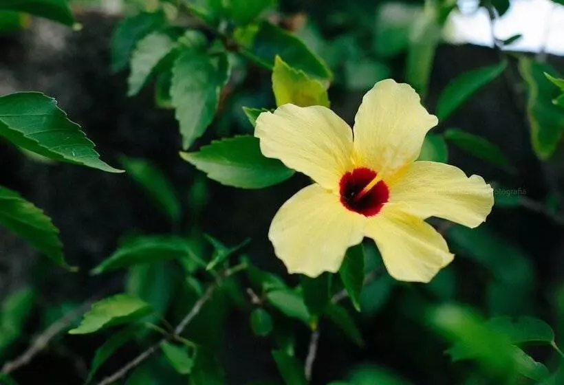 Majatalo Pousada Hibiscus