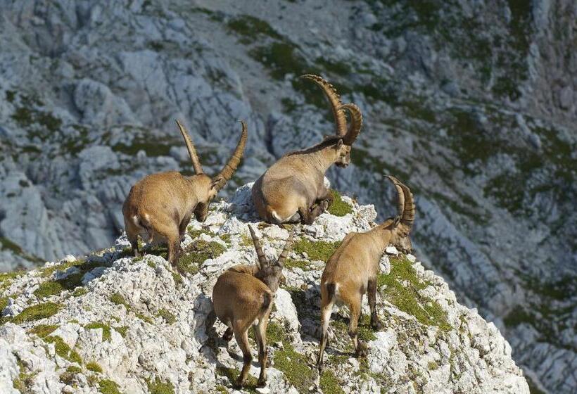 بنسيون Gästehaus Fritz