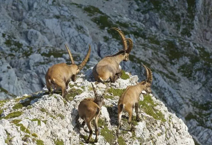 Majatalo Gästehaus Fritz
