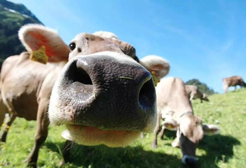 Majatalo Gästehaus Fritz