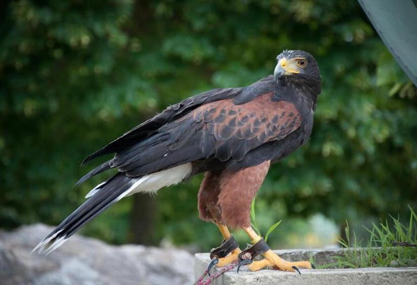 Отель Agriturismo Il Falco