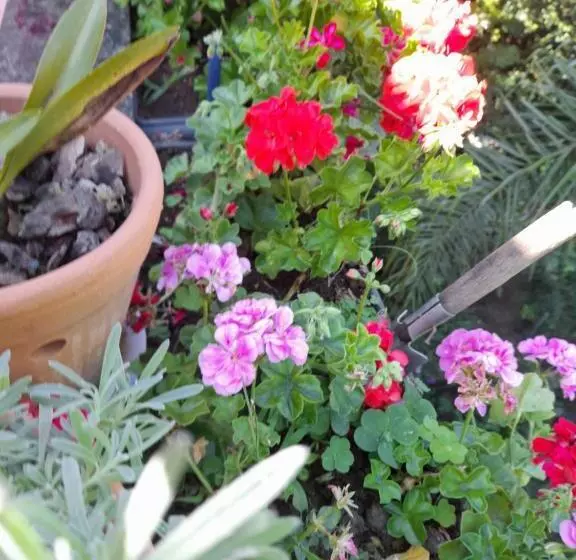 ペンション Casa & Hospedagem Carol