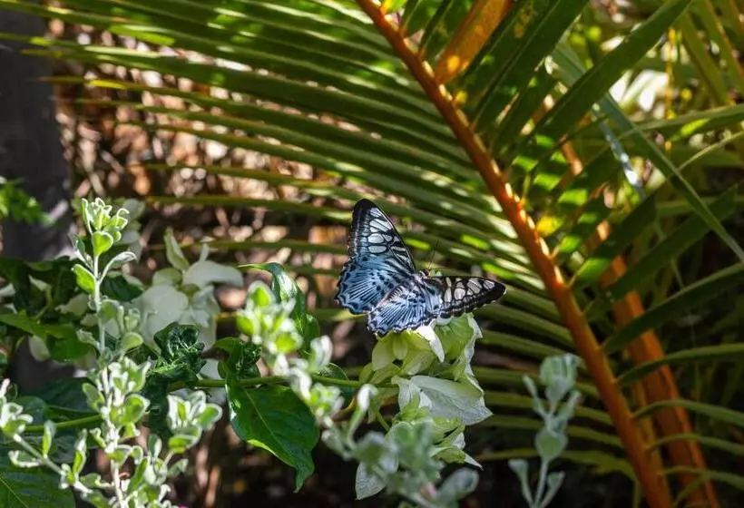 Majatalo Forcus Cabanas