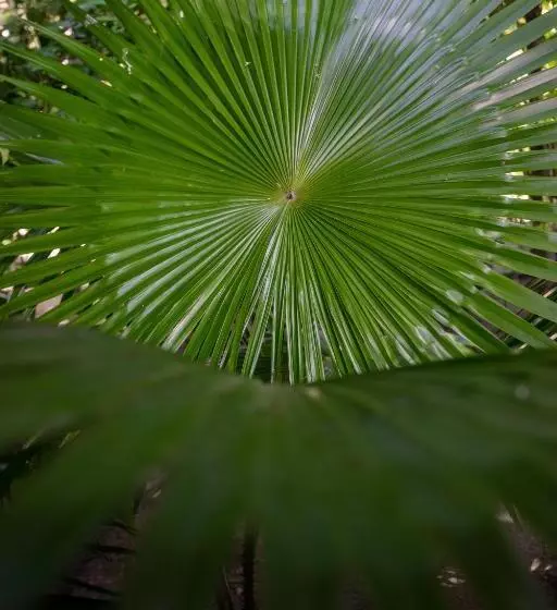 Majatalo Forcus Cabanas