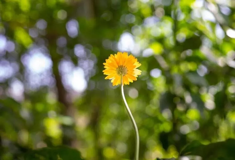 Majatalo Forcus Cabanas