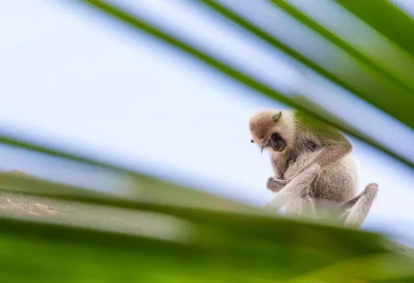 Majatalo Forcus Cabanas