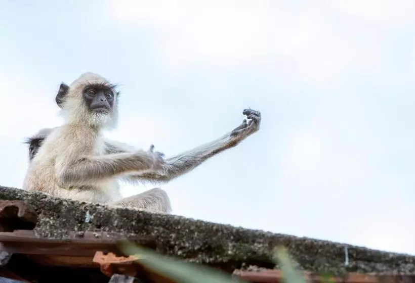 Majatalo Forcus Cabanas