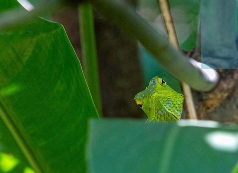 פנסיון Forcus Cabanas