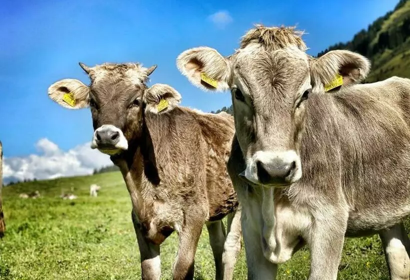 پانسیون Gästehaus Daheim