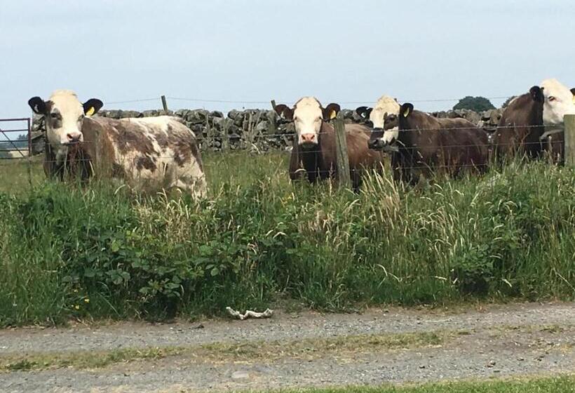 Общежитие Craighlaw Arms Vintage B&b