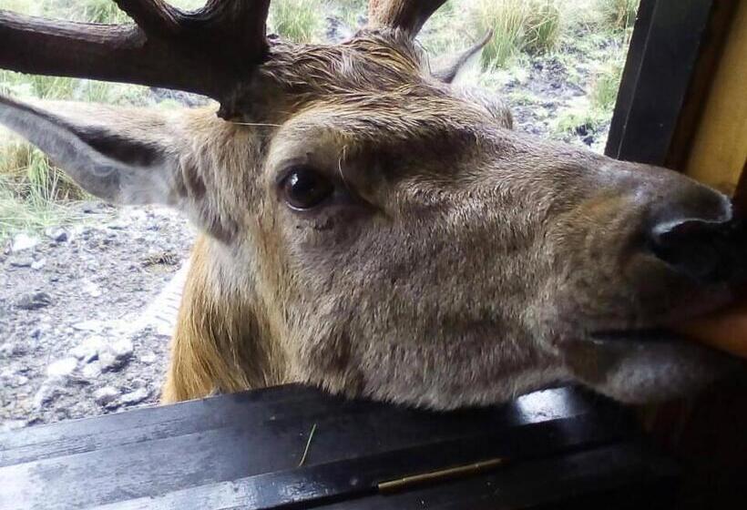 Общежитие Craighlaw Arms Vintage B&b