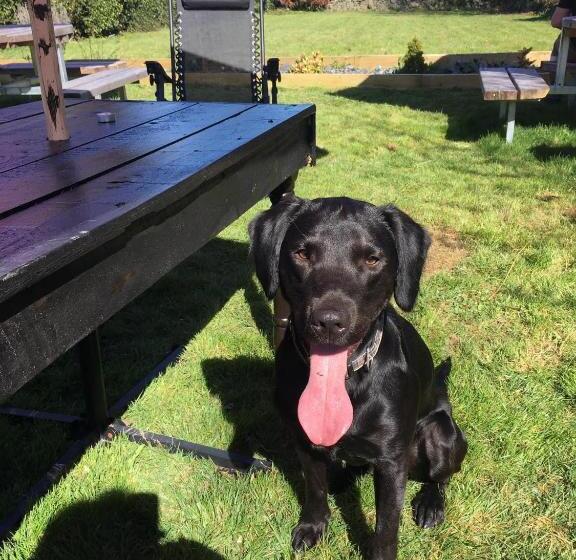 Общежитие Craighlaw Arms Vintage B&b