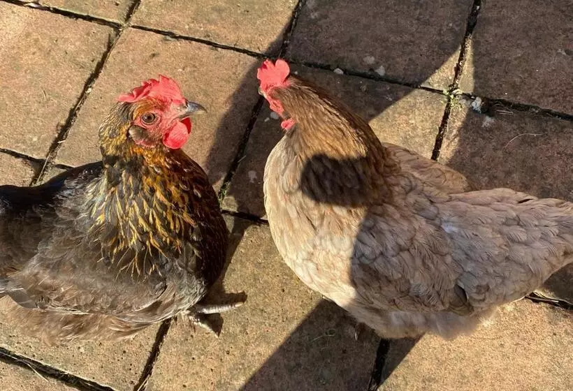 Aamiaismajoitus (B&B) Chadwell Hill Farm