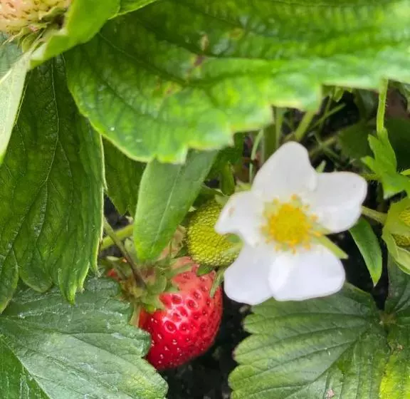 Aamiaismajoitus (B&B) Chadwell Hill Farm