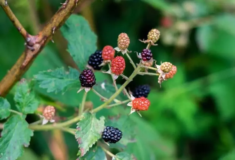 Gite O Bordeleau B&b